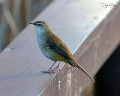 Image of African Bush-Warbler