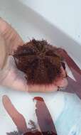 Image of green sea urchin