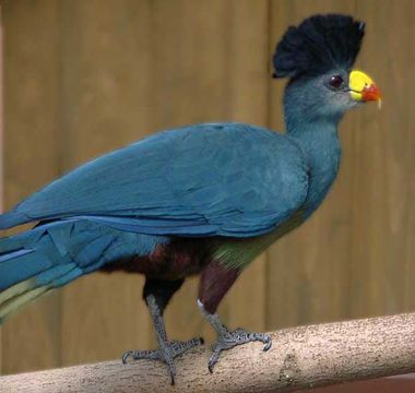 Image of Great Blue Turaco