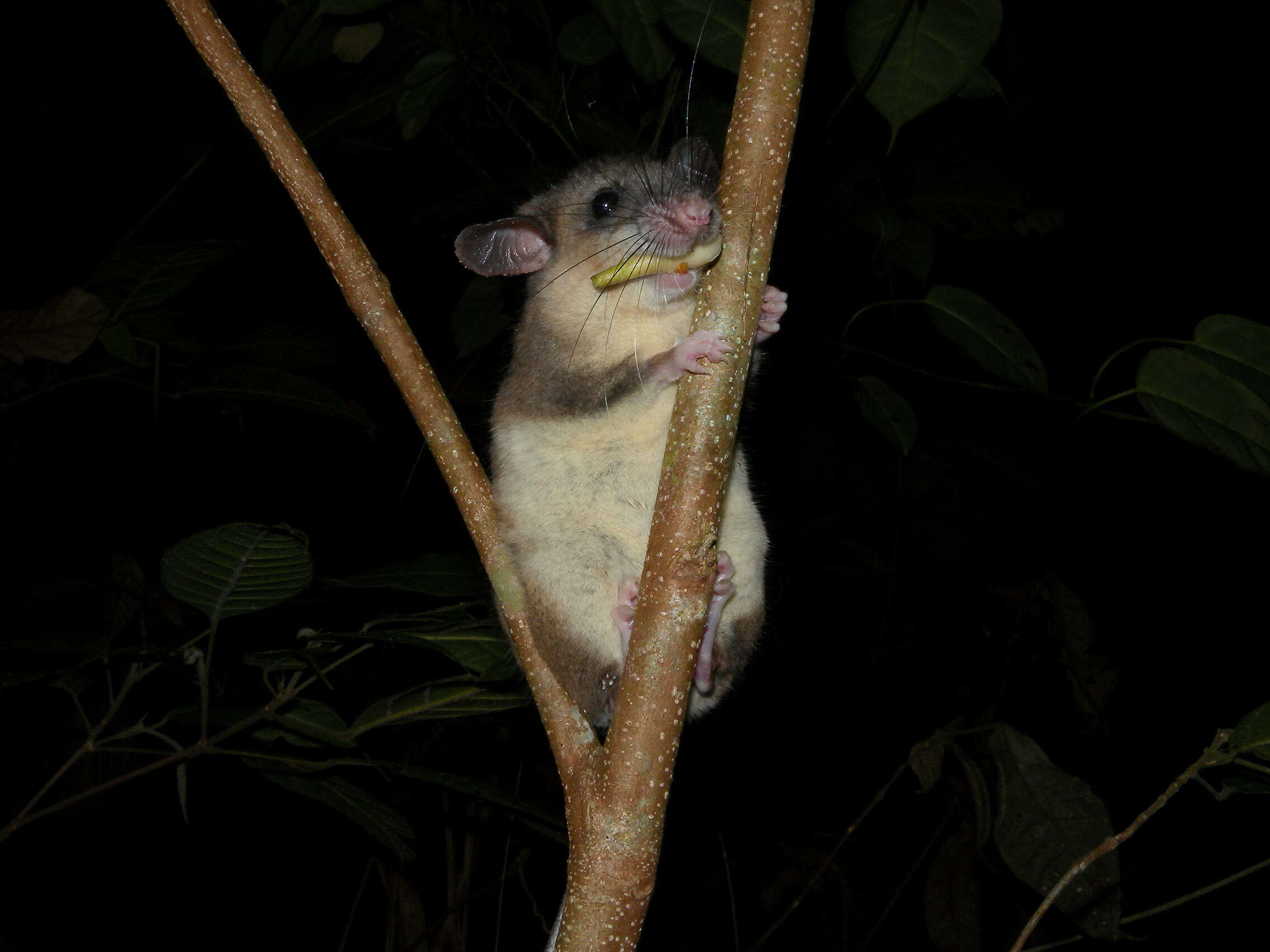 Image of tufted-tailed rat