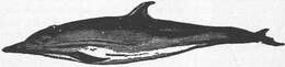 Image of Atlantic Dolphin