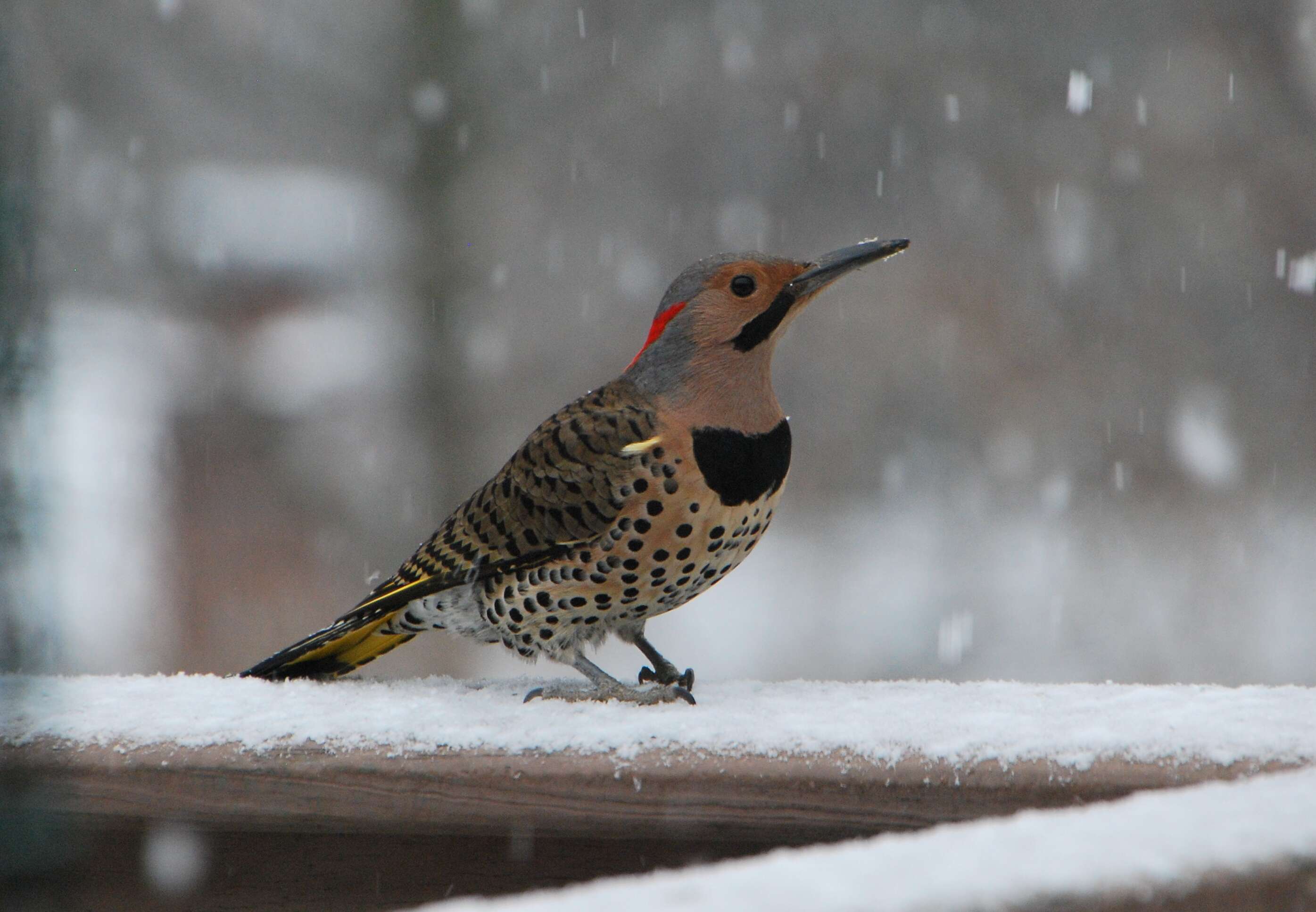 Image of Northern Flicker