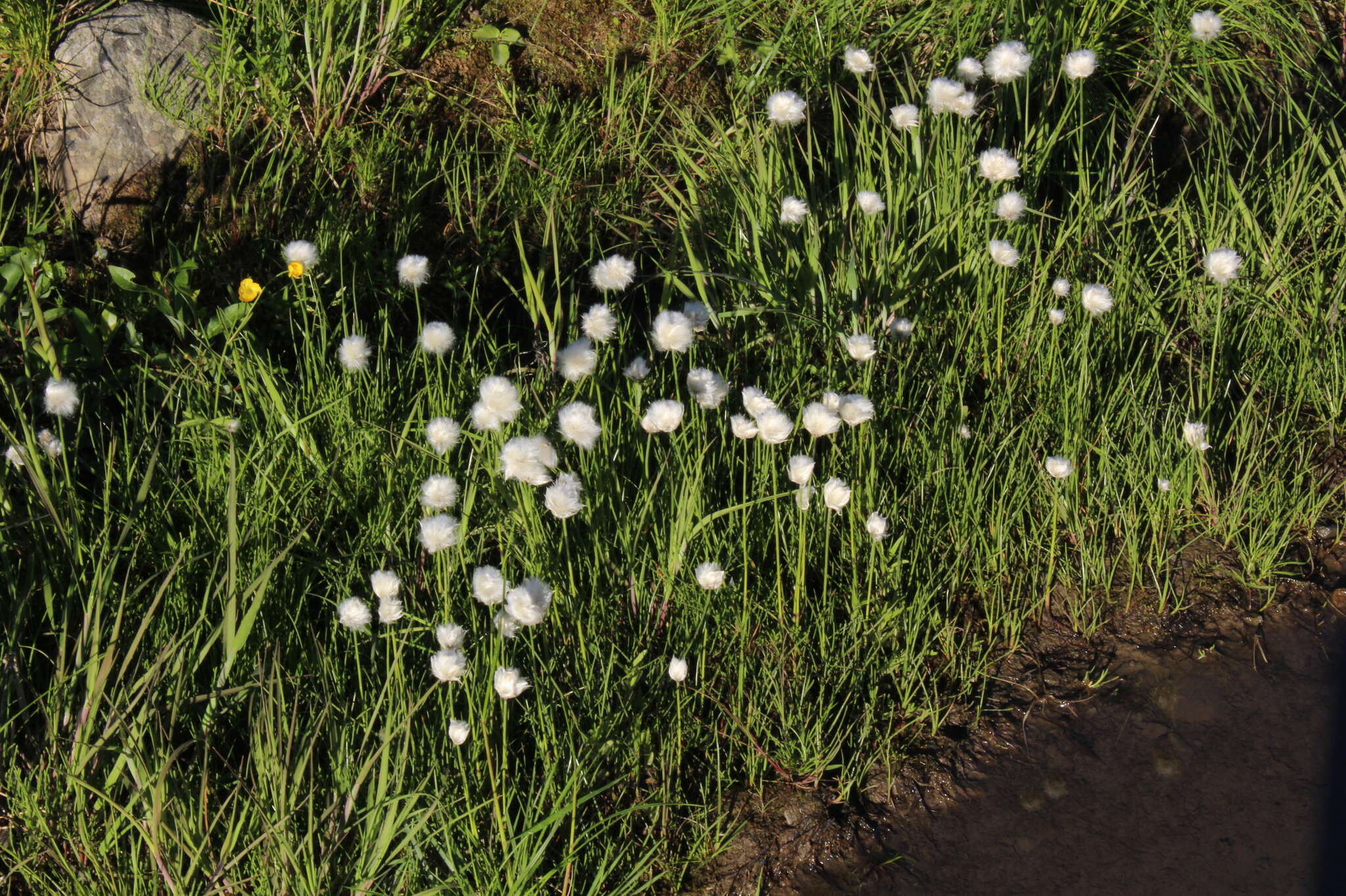 Plancia ëd Eriophorum scheuchzeri Hoppe