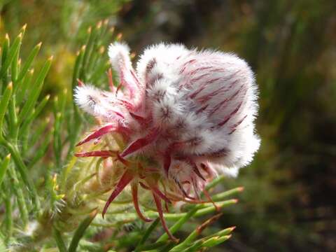 Image of Serruria hirsuta R. Br.