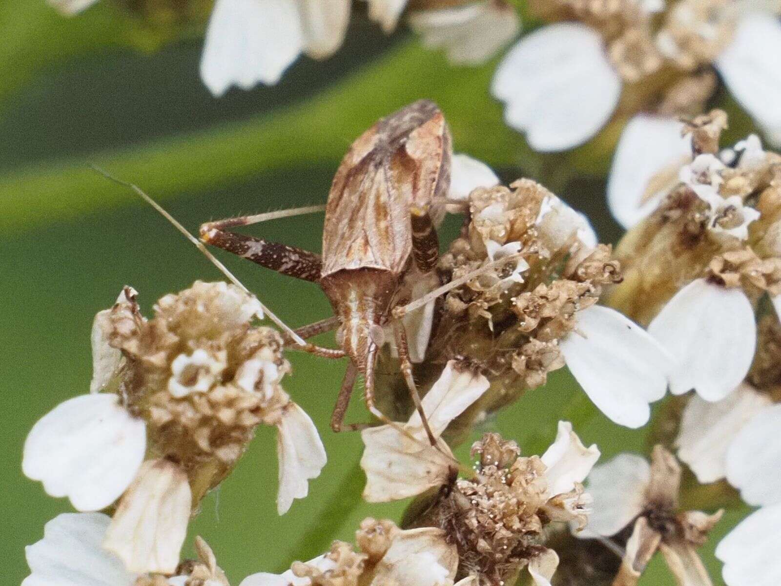 Image of Phytocoris varipes Boheman 1852