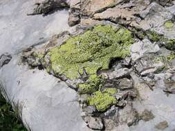 Image of Yellow map lichen;   World map lichen