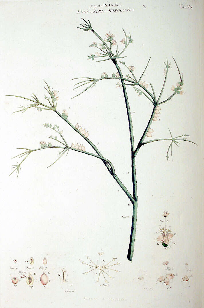 Image of Mistletoe Cactus