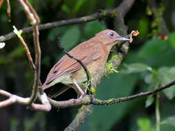 Imagem de Turdus obsoletus Lawrence 1862