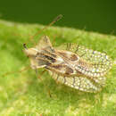 Image of Eggplant Lace Bug