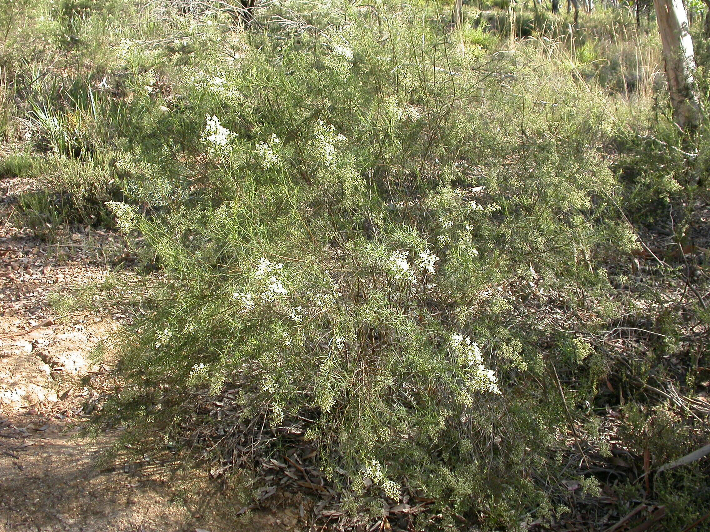 Plancia ëd Cassinia longifolia R. Br.