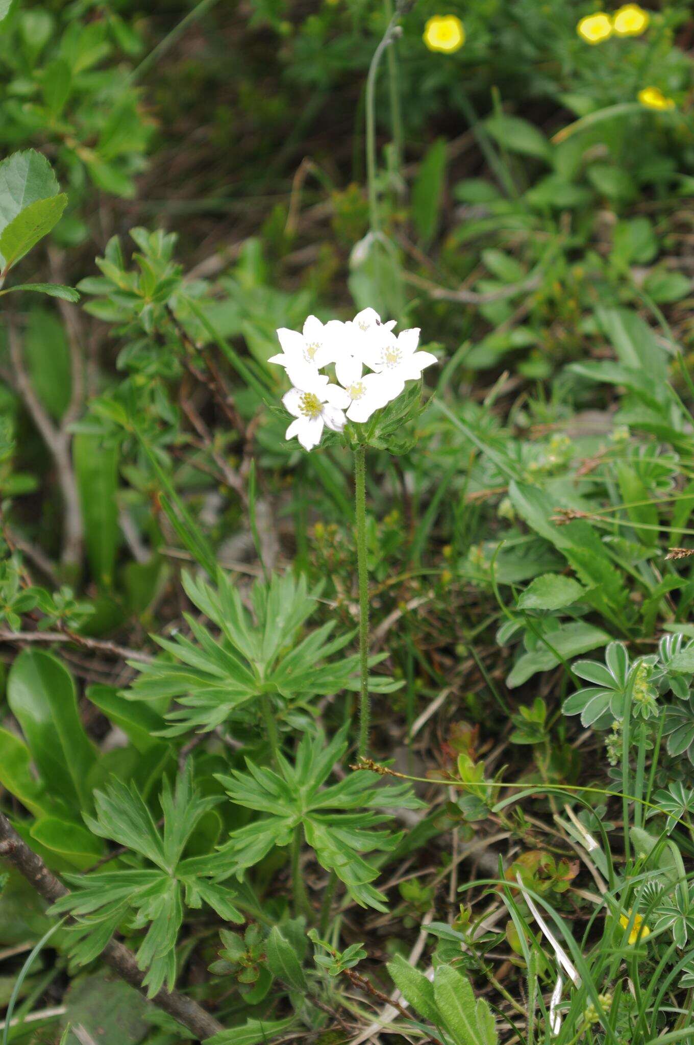 Imagem de Anemonastrum narcissiflorum (L.) Holub