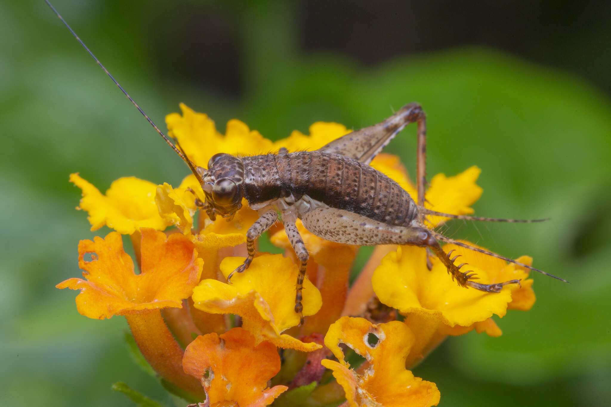 Image of Cardiodactylus singapura Robillard 2011