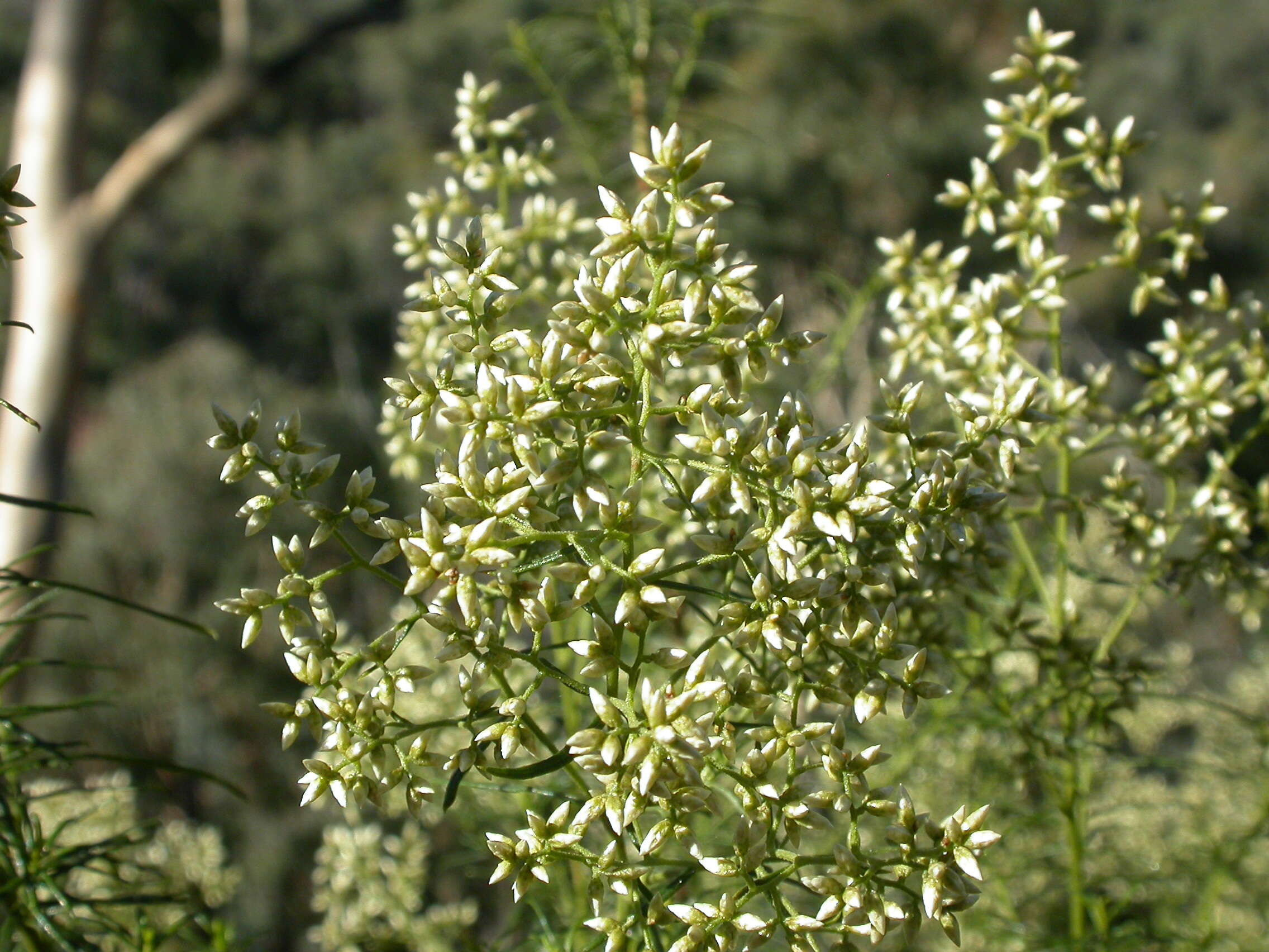 Plancia ëd Cassinia longifolia R. Br.