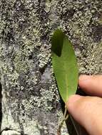 Image of Canary Beech