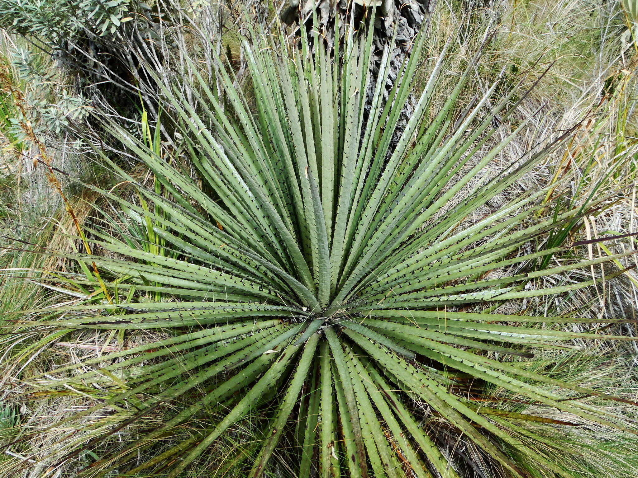 Image de Puya hamata L. B. Sm.