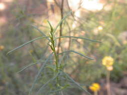 Plancia ëd Cassinia longifolia R. Br.