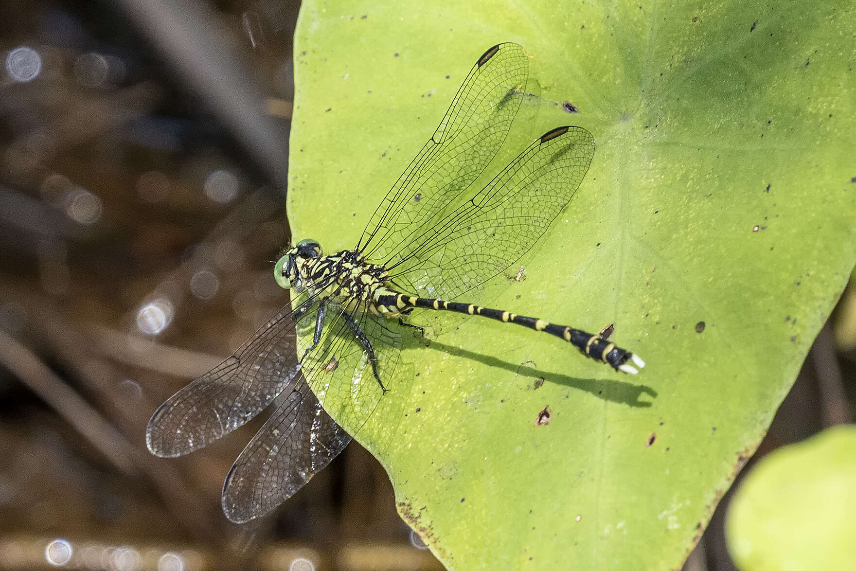 Image of Hemigomphus comitatus (Tillyard 1909)