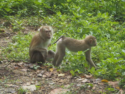 Image of Northern Pig-tailed Macaque