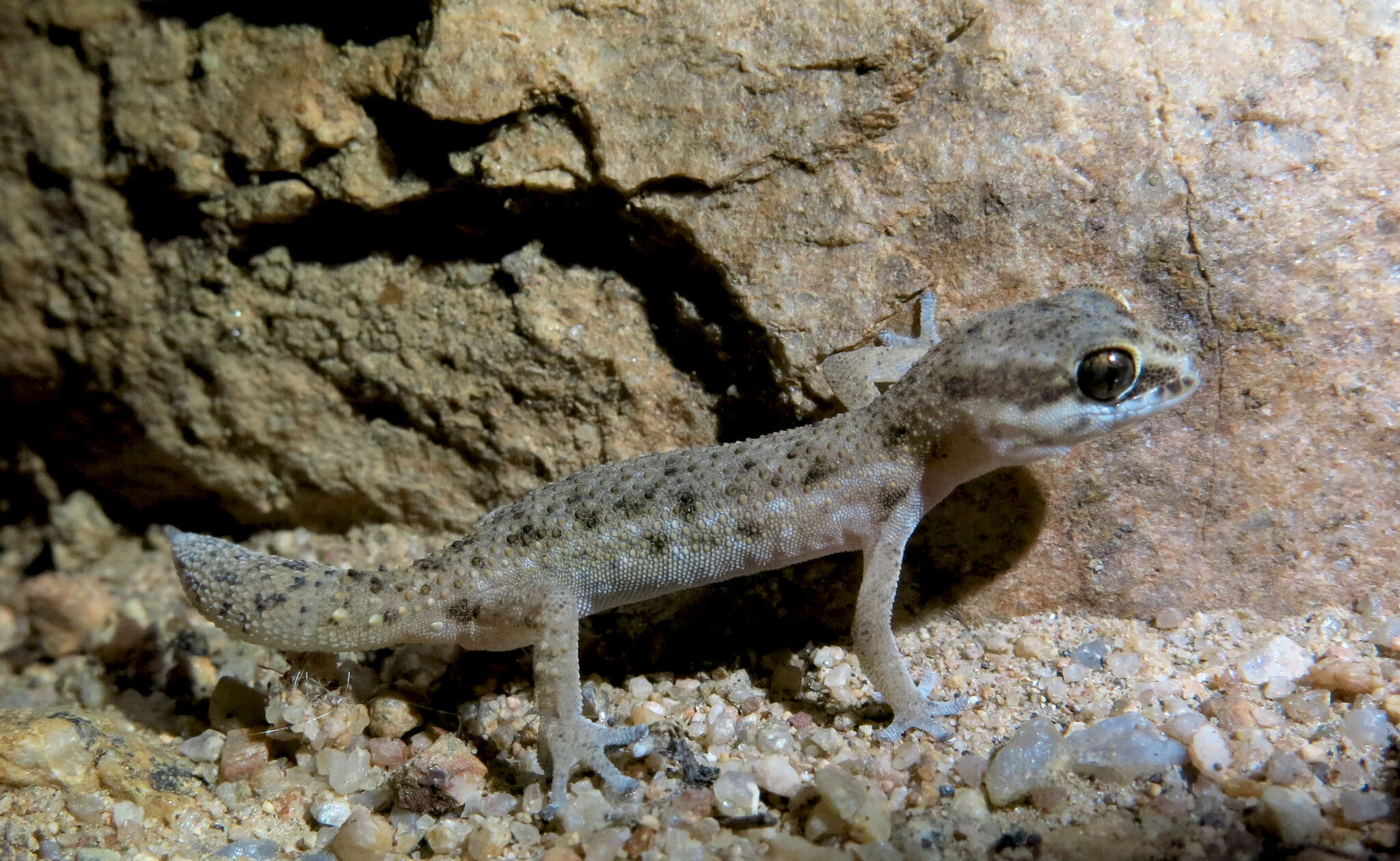 Image of Calvinia Thick-toed Gecko