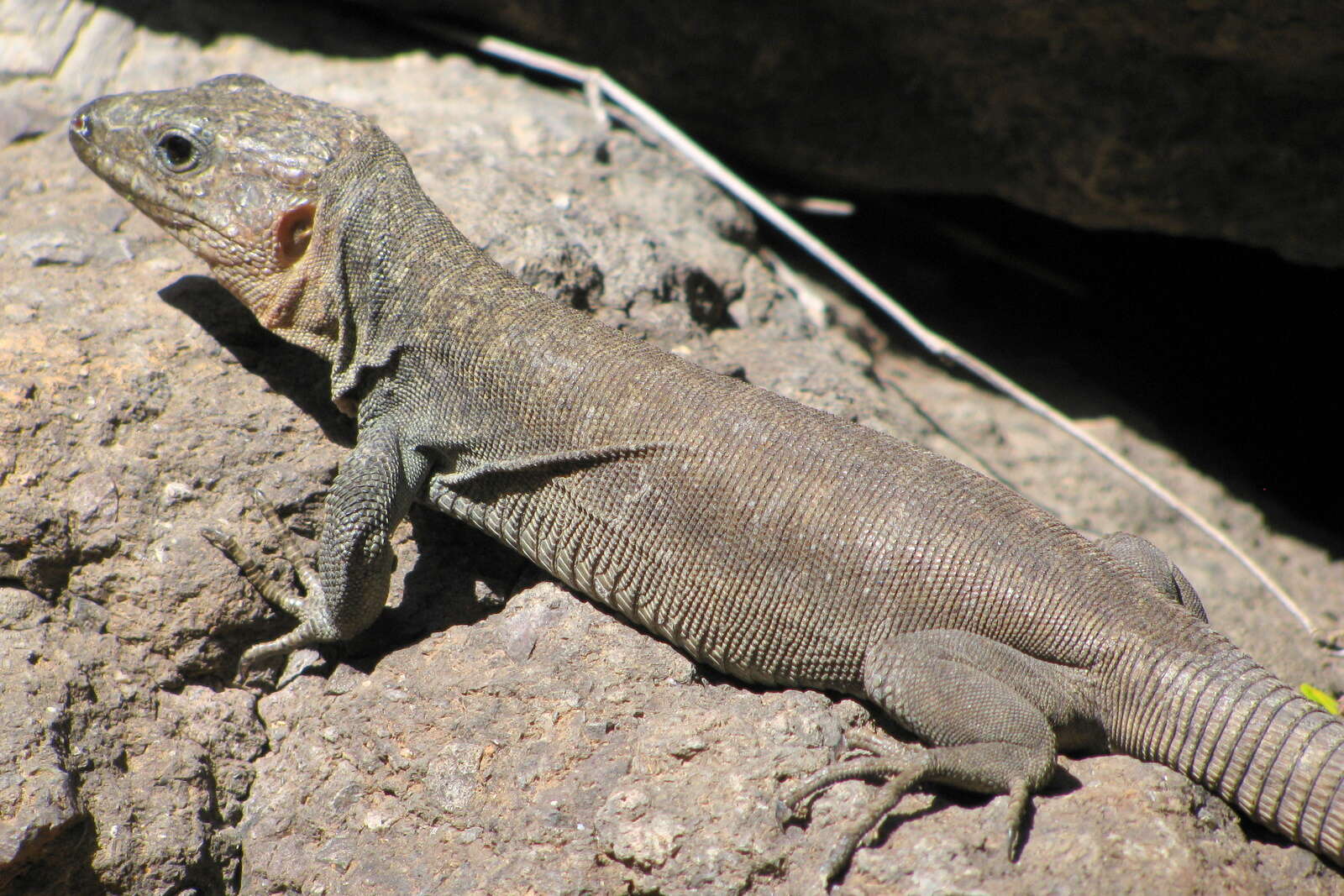 Image of Gran Canaria Giant Lizard