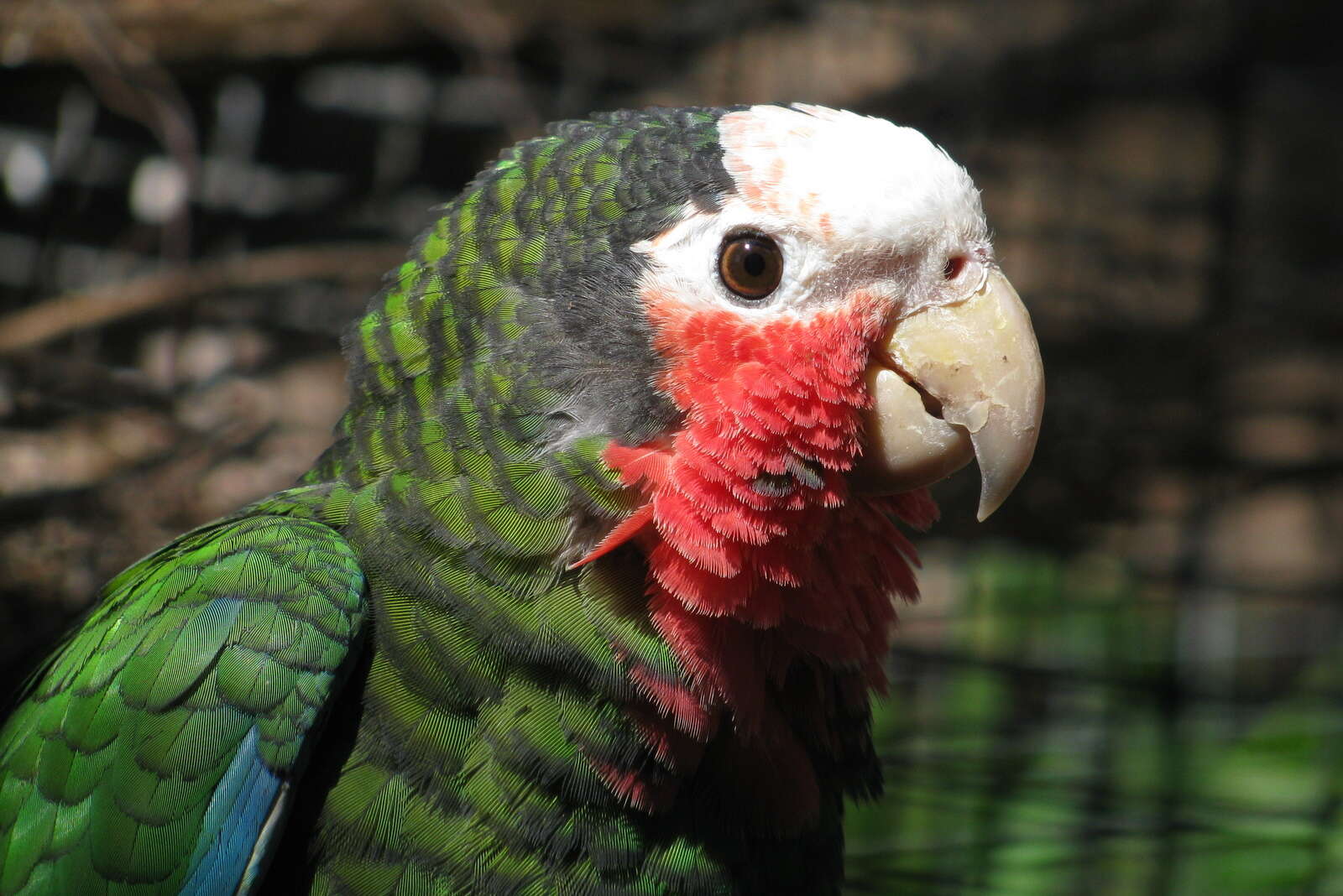 Image of Bahamas Parrot