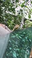 Image of Yellow-tufted Honeyeater