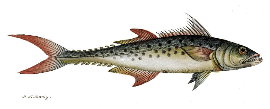 Image of Indian Spanish Mackerel