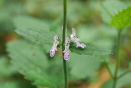 Stachys geobombycis C. Y. Wu resmi