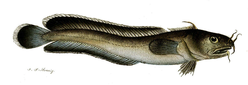 Image of Enchelyopus