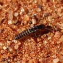 Image of Desert Termite