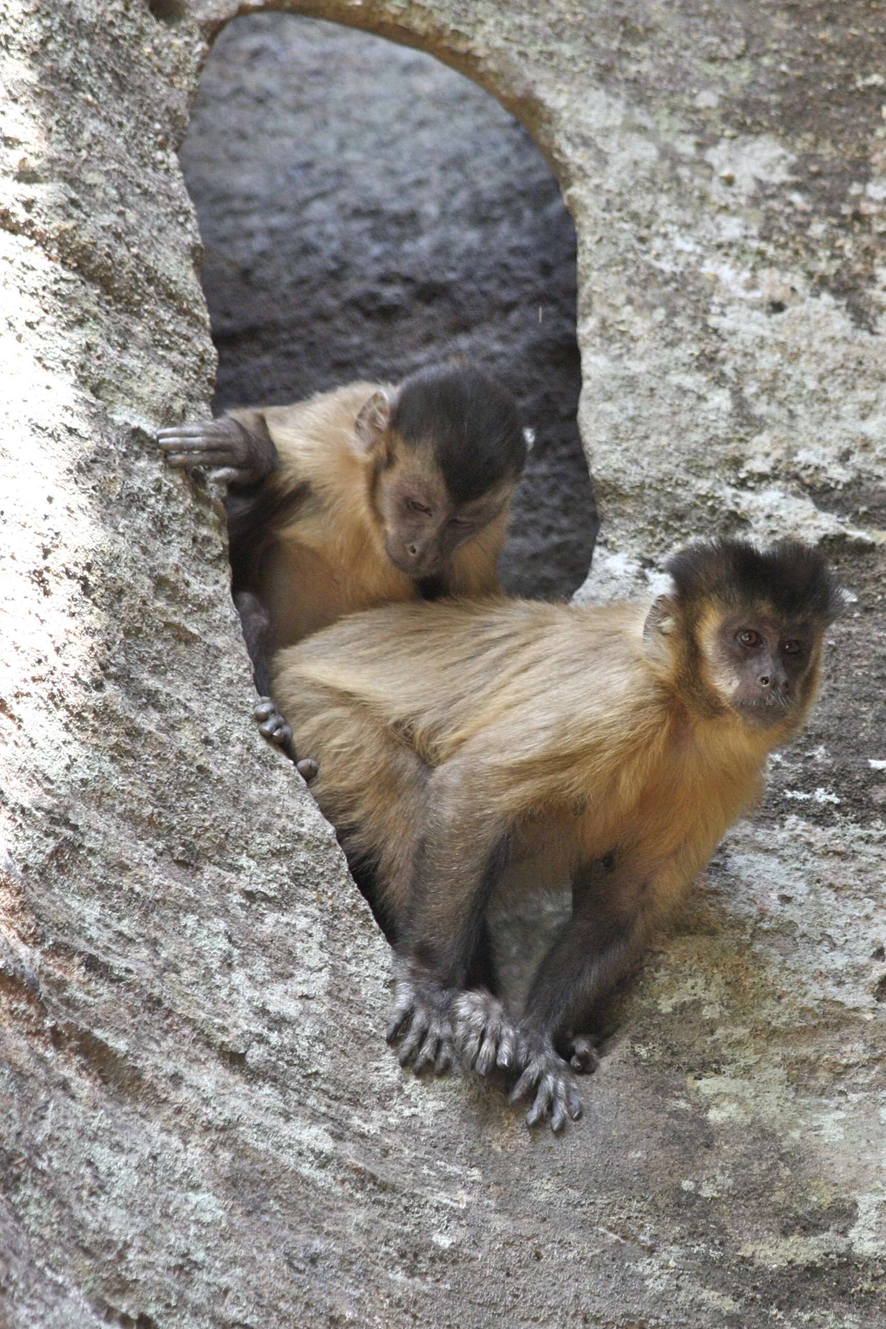 Image of Bearded Capuchin