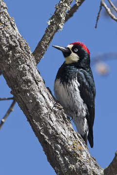 Image of Acorn Woodpecker