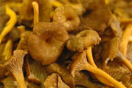 Image of Funnel Chanterelle