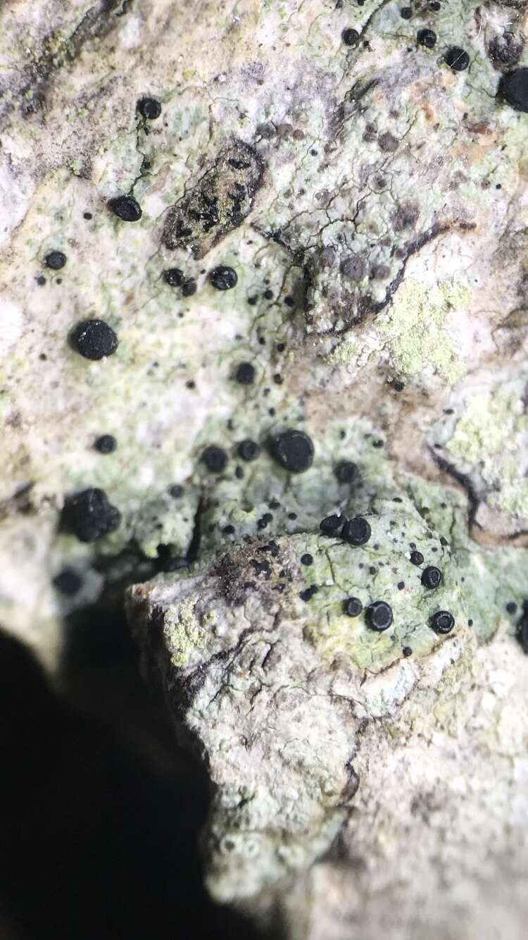 Image of megalaria lichen