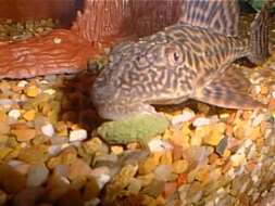 Image of Amazon sailfin catfish