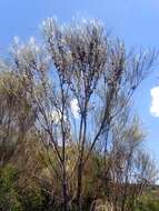 Image of Allocasuarina distyla (Vent.) L. A. S. Johnson