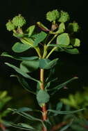 Image of Euphorbia bivonae subsp. bivonae