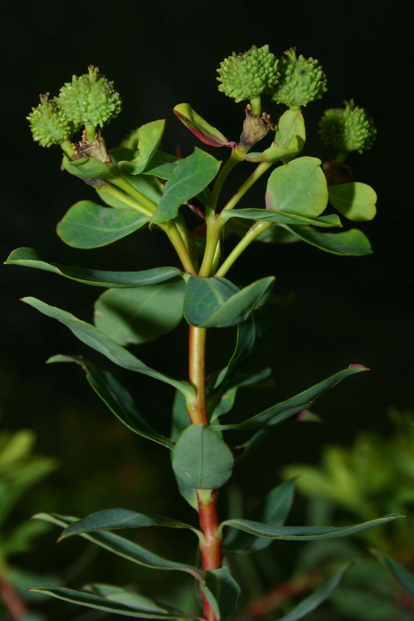 Sivun Euphorbia bivonae subsp. bivonae kuva