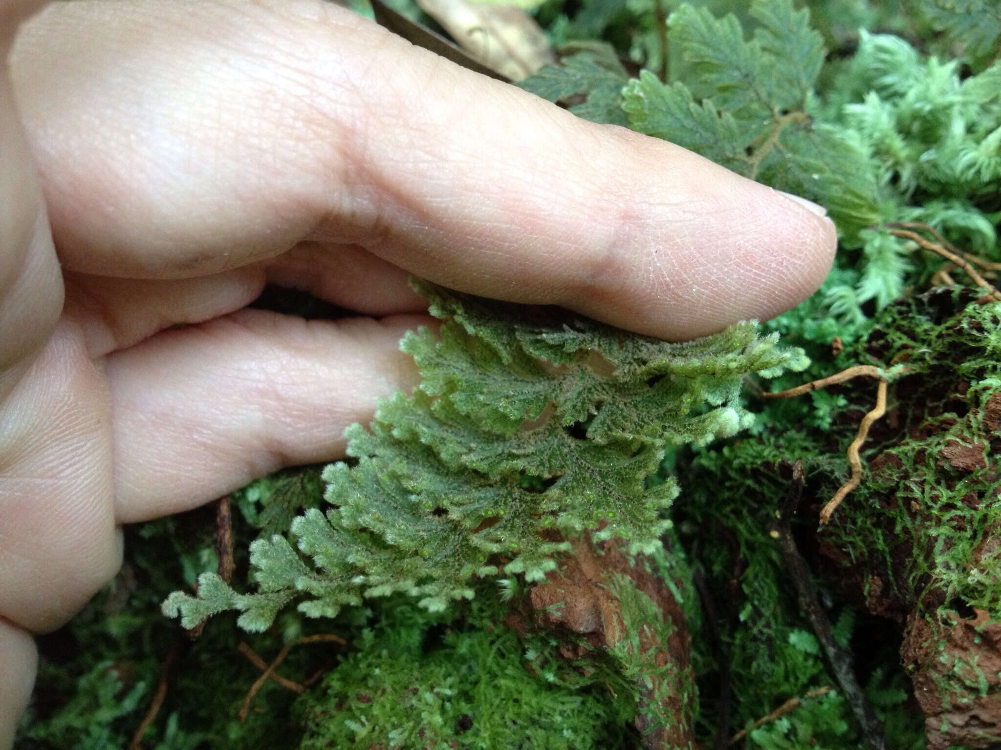 Image of Hymenophyllum frankliniae Col.