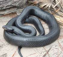 Image of Eastern Indigo Snake