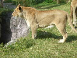 Image of Pantherinae