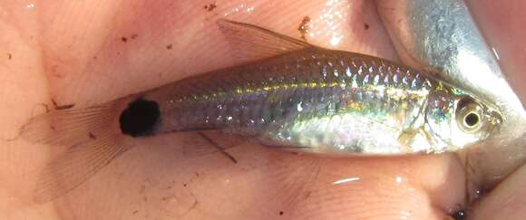 Image of Spottail barb