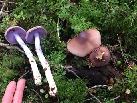 Image of Cortinarius bellus E. Horak 1990