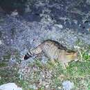 Image of European Wildcat