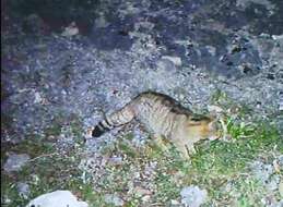 Image of European Wildcat