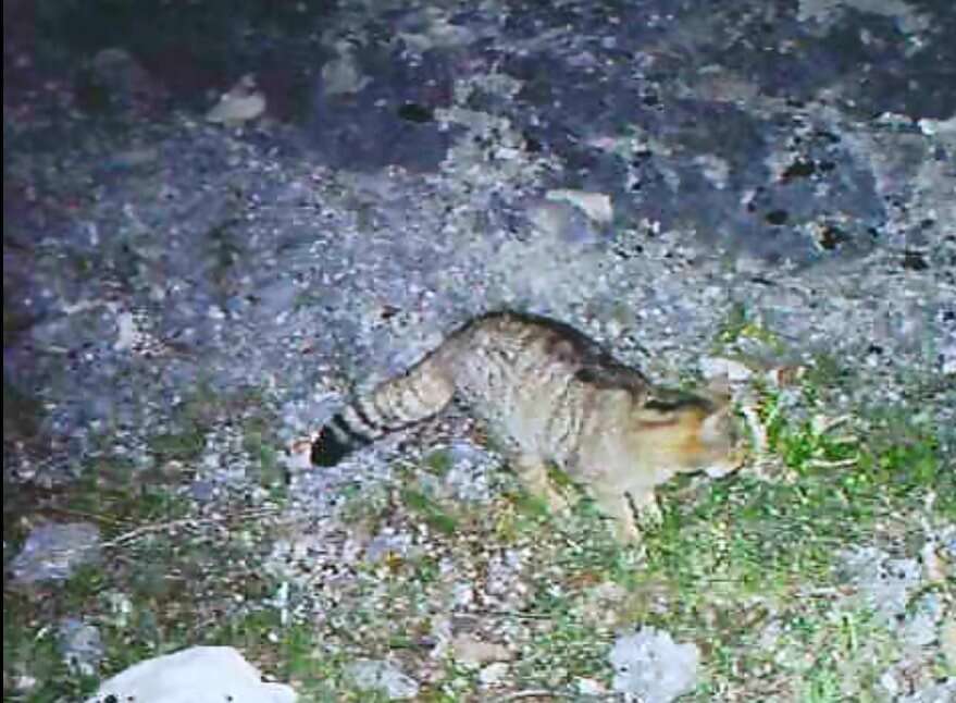 Image of European Wildcat