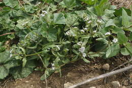 Image of Valerianella echinata (L.) DC.