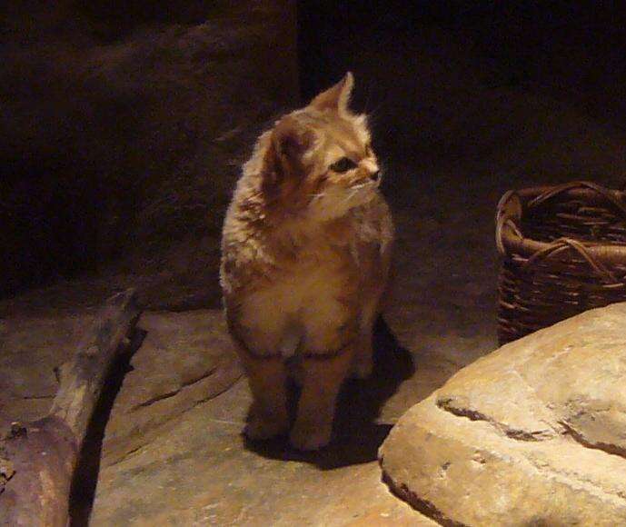 Image de Chat des sables