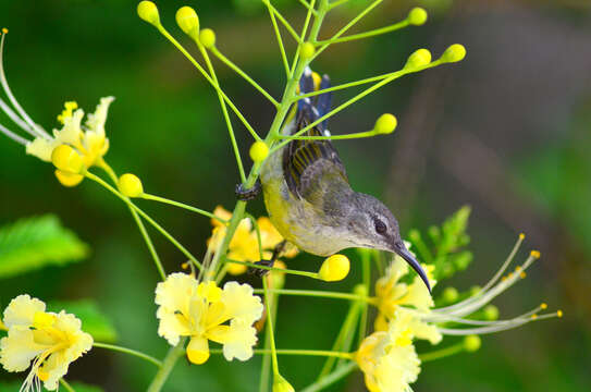 Image of Copper-throated Sunbird