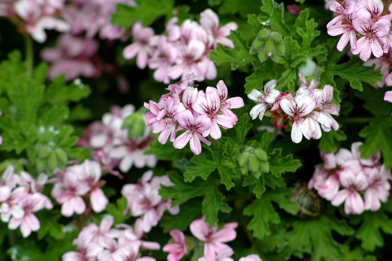 Image of sweet scented geranium